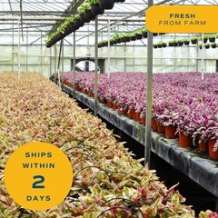 Costa Farms Money Tree (Pachira Aquatica) Live Indoor Bonsai-Style Plant, 12-…
