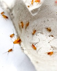 (Nymphs) Red Runner Roaches / Turkestan Blatta Lateralis / Live Feeder Insects