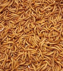 Mealworms Live – Small Medium & Large – Nutritious Live Meal Worms 250 count