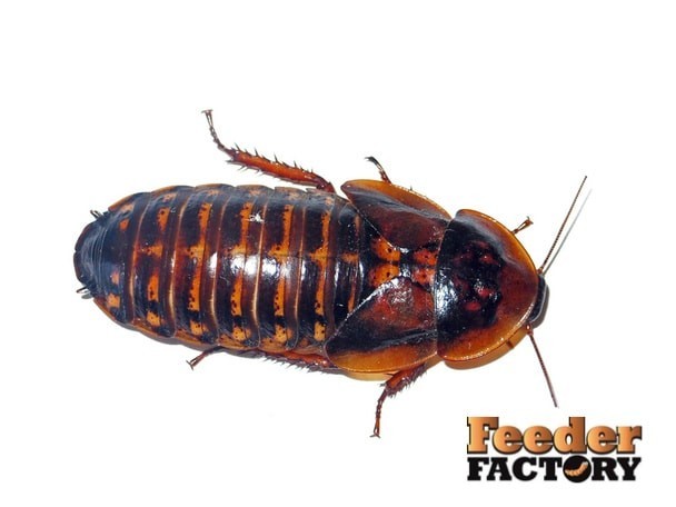 Dubia Roaches – 4 different sizes – Adult Males and Females – FREE SHIPPING