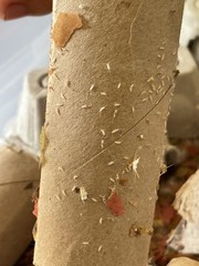 200+ Live Firebrats “Thermobia domestica” Feeder Red Runner Dubia Replacement