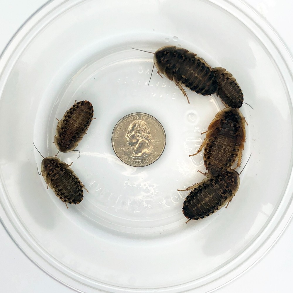 200 Large Dubia Roaches (3/4″ – 1″+ Length)