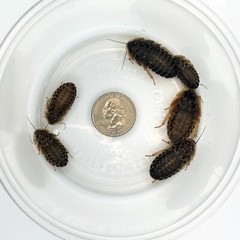 200 Large Dubia Roaches (3/4″ – 1″+ Length)