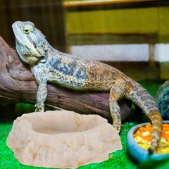 Reptile Feeder Bowl Chameleon Water Bearded Dragon Tank Accessories
