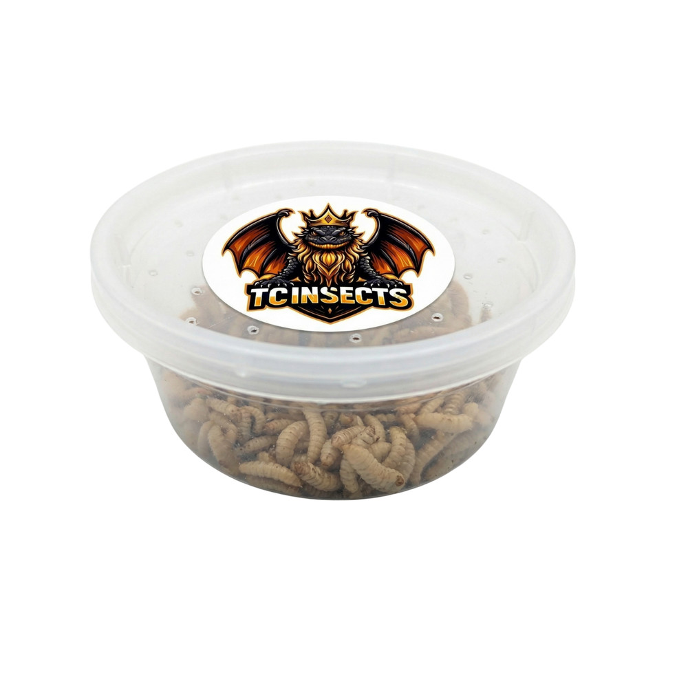500 Black Soldier Fly Larvae Live Feeder Insects for Reptiles & Amphibian