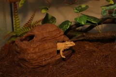 Reptile Hide and Cave Hideout for Leopard Crested Gecko Ball Python Lizard Be…
