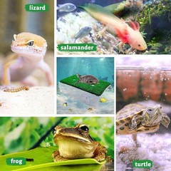 Medium Turtle Basking Platform with Grass Surface & Suction Cups for Reptiles