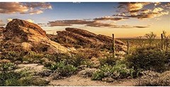 Fondo De Habitat De Reptiles Cactus Oasis De Cielo Azul Terrario De Sol Y De…