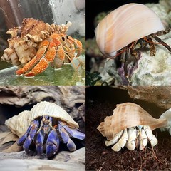 4 PCS Large Hermit Crab Shells 2~3.5Inch Natural Hermit Crab Shells 1~1.5Inch Op