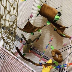 6 Pcs Hamster Hammock Small Animals Hanging Warm Bed House Organic Natural Ap…