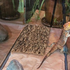 3pcs Tank Reptile Cork Bark Reptile Tree Bark Terrarium Pet Climbing Platform