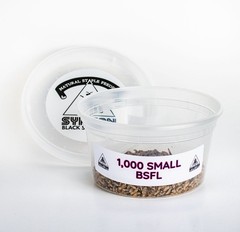 SMALL Black Soldier Fly Larvae (Feeding-Grade)