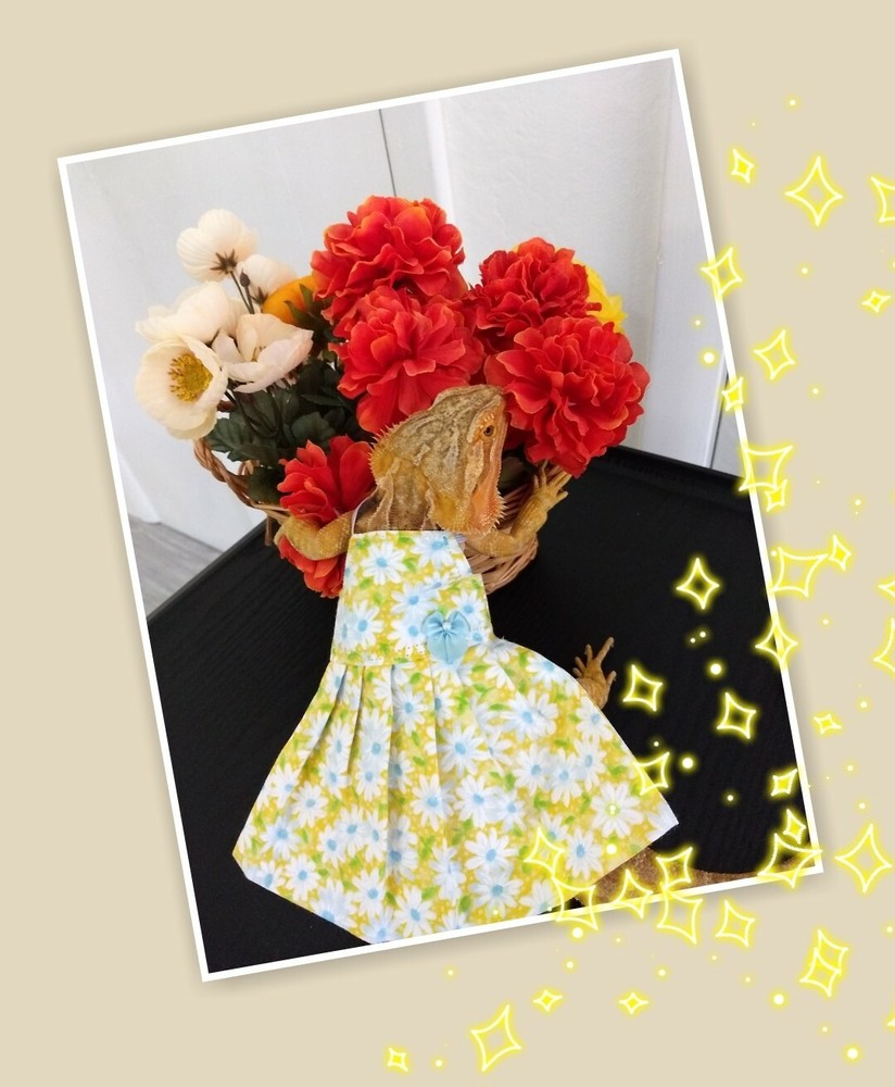 Bearded dragon Yellow Floral Dress MADE IN USA, L, M, S