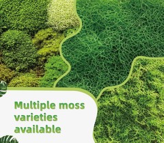 Live Moss for Terrarium Bedding & Reptile Enclosures