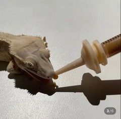 1pc Bearded Dragon & Gecko Feeding Tool Syringe Type 5ml