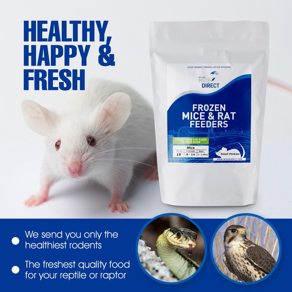 5 Frozen Feeder Rats Jumbos -FREE S&H -MiceDirect!! Rodents! Reptiles Snake food