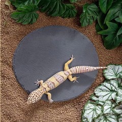 Reptile Basking Platform Slate Rock Tortoise Habitat Food Dish Reptile