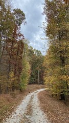 Organic Baked Oak & Maple Leaves For Invertabrates Reptiles Amphibians Bioactive