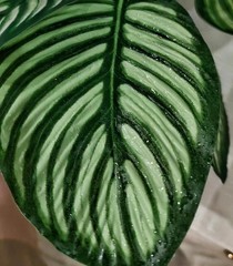 Reptile Terrarium Decor,Amphibian Habitat Decor,Artificial Plants for Crested…