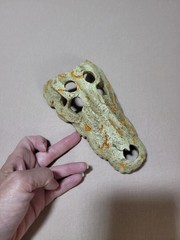 Medium Crocodile Skull For Snake Tank, Reptiles, Iguanas, New