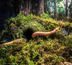 Mossy Artificial Green Moss Caves Hide Amphibians Fish Tank