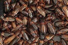 Dubia Roaches, Live Feeders, L/XL Sizes, 10/15/25 Count