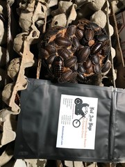 Large dubia roaches