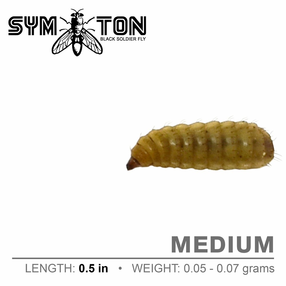 Live Feeders – Black Soldier Fly Larvae (Medium)