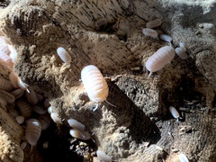 10+ Papaya Isopods + Free Priority Shipping!