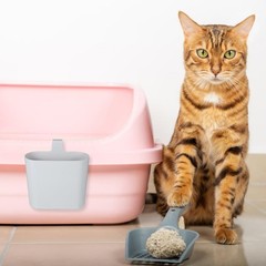 Cat Litter Scoop Holder Compact Plastic Stand with Rounded Corners for Safe P…