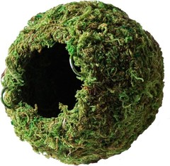Galápagos 05348 Mossy Cave Hide 6″ Green Sphagnum