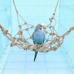 Parrot Climbing Rope Net – Multi-Size Colorful Bird Hammock, Ladder & Chew wi…