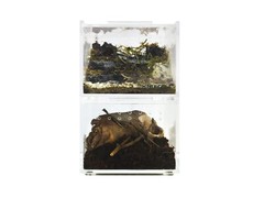 Herpcult Acrylic Reptile Terrarium Gecko Spider Vivarium Enclosure Mini Flat Cl