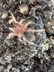 Chilean Rose Hair ‘Red’ Tarantula (Grammostola rosea RCF) – 3/4-1.25 in