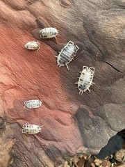 15+ Dairy Cow Isopods (Porcellio Laevis)