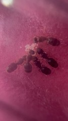 Pheidole navigans Queen Ant with Brood, 1-5q Colonies Available, FEEDER ONLY