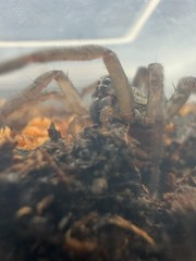 Vantablack Wolf Spider (Tigrosa helluo) – 3/4-1 in