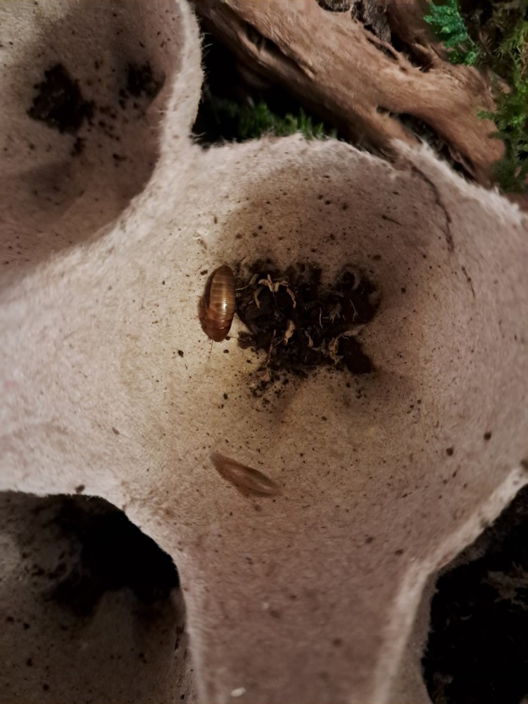 Little kenyan Roach 25+ Nymphs