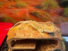 Selling baby bearded dragon with 40 gallon tank and all the things inside