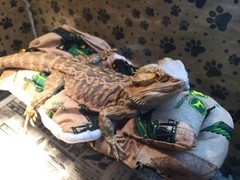 JOHN DEER PRINTS LRG RESTING BEIGE BED COVERS ONLY NO FRAME BED 4 BEARDED DRAGON