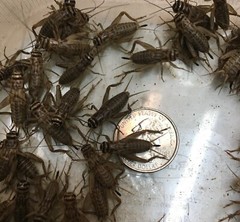 50 LIVE adult banded crickets.