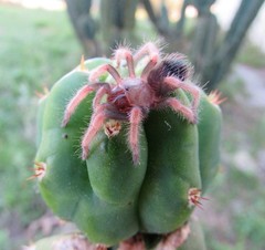 Mexican Fire Leg Tarantula (Brachypelma boehmei) – 1.5-2 in
