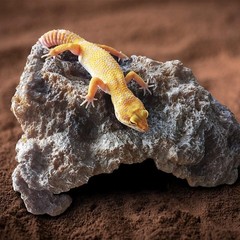 Reptile Hideout Cave Resin Simulation Rock Decor Turtles Lizards Bearded Dragons