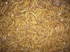 1000Ct Live Mealworms, Reptile, Birds, Chickens, Fish Food (Medium)