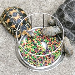 Stainless Steel Water Box Turtle Tortoise Lizard Reptile 4.5″ Feeding Container