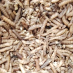 HERALARVA 100% Pure Organic Dried black soldier fly larvae 2oz bag