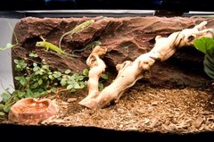 T-Rex Reptile Terrarium Decor – Rock Ridge Background – 10 Gallon