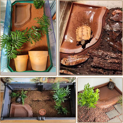 3PCS Tortoise Water Bowls with Ramp Leaf Tortoise Food Dish Reptile Food Water B