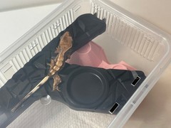 5pc Crested Gecko Stackable Cage (Small-Medium) with Lid – Transparent