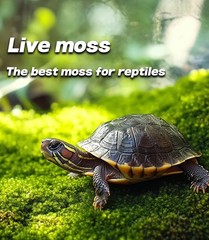 Live Terrarium Peat Moss Reptile Habitat Bedding Substrate 50 Sq Inches